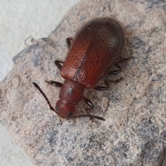 Ecnolagria grandis (Honeybrown beetle) at Yass River, NSW - 14 Apr 2023 by SenexRugosus