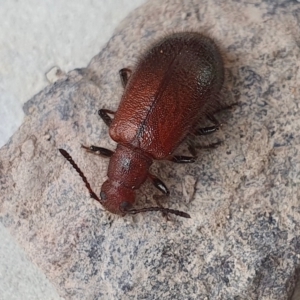 Ecnolagria grandis at Yass River, NSW - 14 Apr 2023