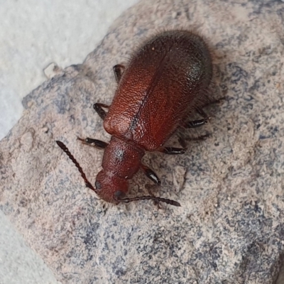 Ecnolagria grandis (Honeybrown beetle) at Yass River, NSW - 14 Apr 2023 by SenexRugosus