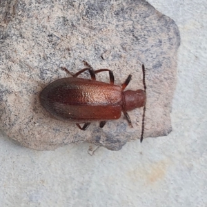 Ecnolagria grandis at Yass River, NSW - 14 Apr 2023