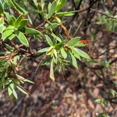 Styphelia triflora (Five-corners) at Kowen, ACT - 16 Apr 2023 by WalterEgo