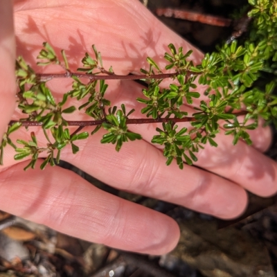 Pultenaea microphylla (Egg and Bacon Pea) at Kowen, ACT - 16 Apr 2023 by WalterEgo