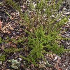 Pultenaea microphylla at Kowen, ACT - 16 Apr 2023 12:06 PM