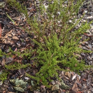 Pultenaea microphylla at Kowen, ACT - 16 Apr 2023