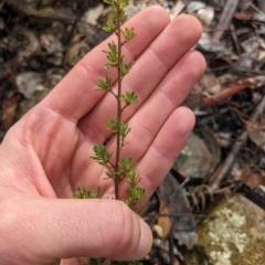 Pultenaea microphylla at Kowen, ACT - 16 Apr 2023