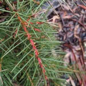 Hakea decurrens at Kowen, ACT - 16 Apr 2023