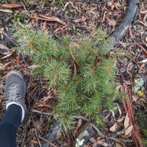 Hakea decurrens at Kowen, ACT - 16 Apr 2023