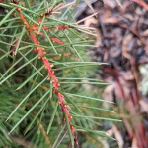 Hakea decurrens at Kowen, ACT - 16 Apr 2023