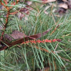 Hakea decurrens at Kowen, ACT - 16 Apr 2023