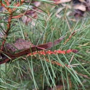 Hakea decurrens at Kowen, ACT - 16 Apr 2023