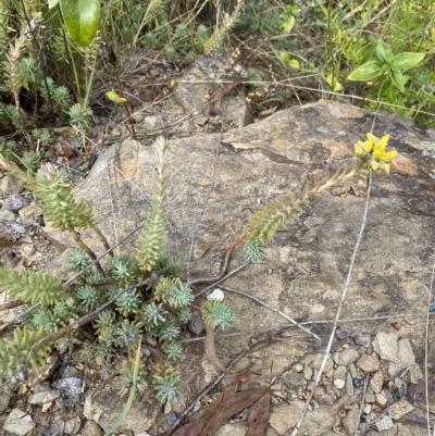 Sedum rupestre (Rocky Stonecrop or Deflexed Stonecrop) at QPRC LGA - 4 Feb 2023 by natureguy