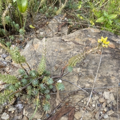 Sedum rupestre (Rocky Stonecrop or Deflexed Stonecrop) at Wamboin, NSW - 4 Feb 2023 by natureguy