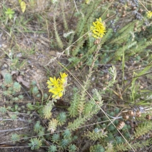 Sedum rupestre at Wamboin, NSW - 4 Feb 2023