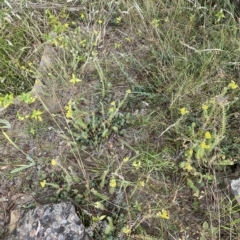 Sedum rupestre at Wamboin, NSW - 4 Feb 2023 03:10 PM