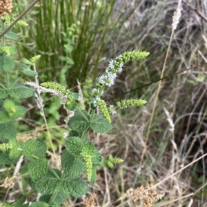 Mentha spicata at Wamboin, NSW - 4 Feb 2023