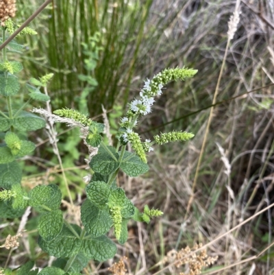 Mentha spicata (Garden Mint) at Wamboin, NSW - 4 Feb 2023 by natureguy