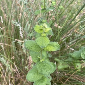 Mentha spicata at Wamboin, NSW - 4 Feb 2023