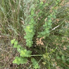 Mentha spicata at Wamboin, NSW - 4 Feb 2023