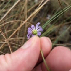 Brachyscome rigidula (Hairy Cut-leaf Daisy) at Kowen, ACT - 16 Apr 2023 by WalterEgo