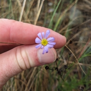 Brachyscome rigidula at Kowen, ACT - 16 Apr 2023