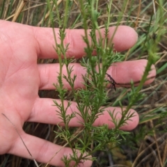 Brachyscome rigidula at Kowen, ACT - 16 Apr 2023