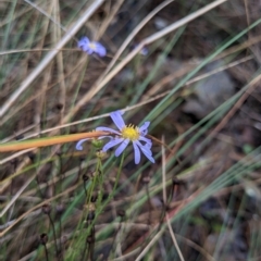 Brachyscome rigidula at Kowen, ACT - 16 Apr 2023