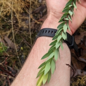 Styphelia triflora at Kowen, ACT - 16 Apr 2023