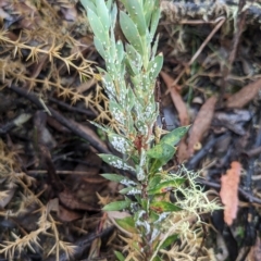 Styphelia triflora at Kowen, ACT - 16 Apr 2023 12:16 PM