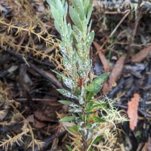 Styphelia triflora at Kowen, ACT - 16 Apr 2023