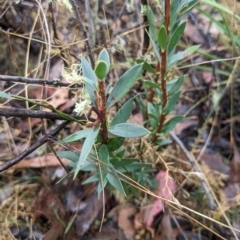 Styphelia triflora at Kowen, ACT - 16 Apr 2023 12:16 PM