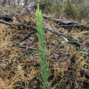 Styphelia triflora at Kowen, ACT - 16 Apr 2023 12:16 PM