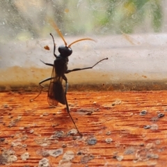 Fabriogenia sp. (genus) (Spider wasp) at Yass River, NSW - 15 Apr 2023 by SenexRugosus