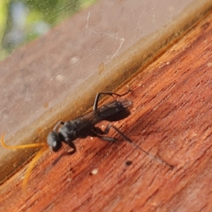 Fabriogenia sp. (genus) at Yass River, NSW - 15 Apr 2023