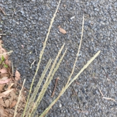 Sporobolus africanus (Parramatta Grass, Rat's Tail Grass) at Wamboin, NSW - 4 Feb 2023 by natureguy