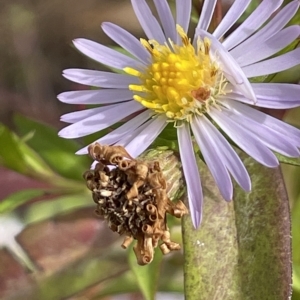 Symphyotrichum novi-belgii at Rendezvous Creek, ACT - 15 Apr 2023 01:35 PM