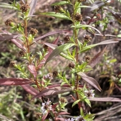 Symphyotrichum novi-belgii at Rendezvous Creek, ACT - 15 Apr 2023