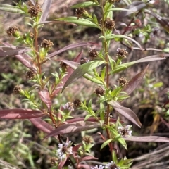 Symphyotrichum novi-belgii at Rendezvous Creek, ACT - 15 Apr 2023 01:35 PM