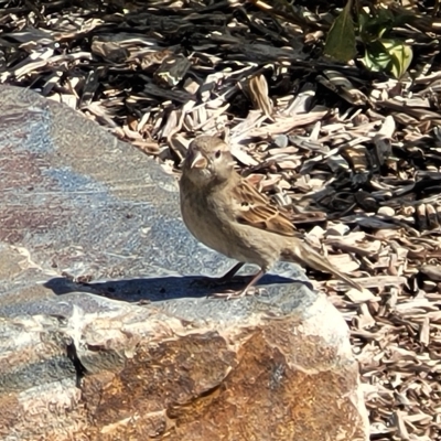 Passer domesticus (House Sparrow) at Hallett Cove, SA - 16 Apr 2023 by trevorpreston