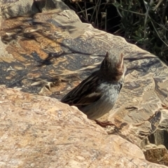 Passer domesticus at Hallett Cove, SA - 16 Apr 2023 01:07 PM