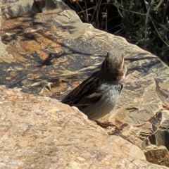 Passer domesticus at Hallett Cove, SA - 16 Apr 2023