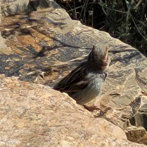 Passer domesticus at Hallett Cove, SA - 16 Apr 2023 01:07 PM