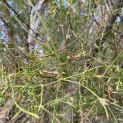 Clematis leptophylla at Wamboin, NSW - 4 Feb 2023 03:25 PM