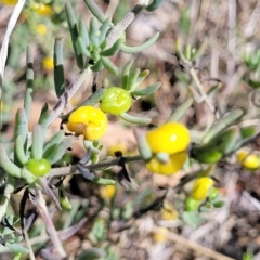 Enchylaena tomentosa (Ruby Saltbush) at Hallett Cove, SA - 16 Apr 2023 by trevorpreston