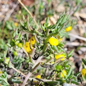 Enchylaena tomentosa at Hallett Cove, SA - 16 Apr 2023