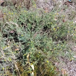 Enchylaena tomentosa at Hallett Cove, SA - 16 Apr 2023