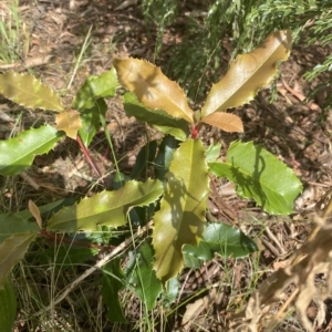 Photinia serratifolia at Wamboin, NSW - 12 Feb 2023