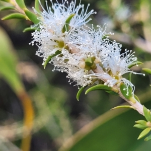 Melaleuca lanceolata at Hallett Cove, SA - 16 Apr 2023