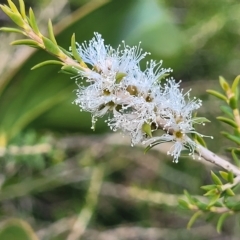 Melaleuca lanceolata at Hallett Cove, SA - 16 Apr 2023