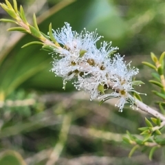 Melaleuca lanceolata at Hallett Cove, SA - 16 Apr 2023 12:48 PM
