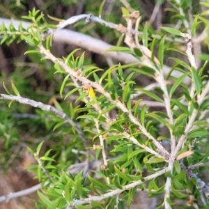 Melaleuca lanceolata at Hallett Cove, SA - 16 Apr 2023